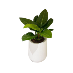 Philodendron 'Imperial Green'